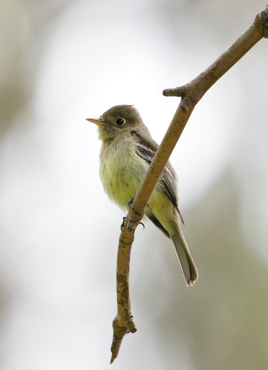 Western Flycatcher (Pacific-slope) - ML565926241