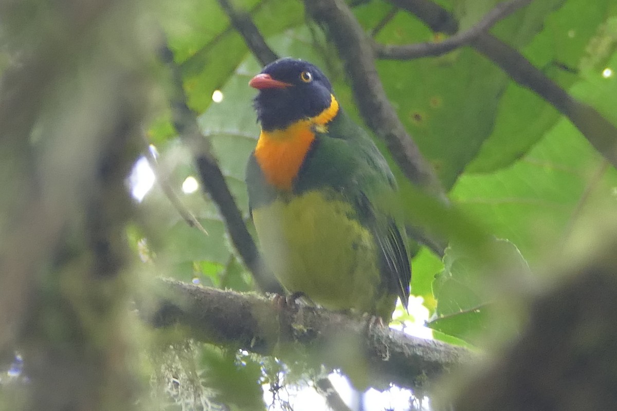 Orange-breasted Fruiteater - ML56592711