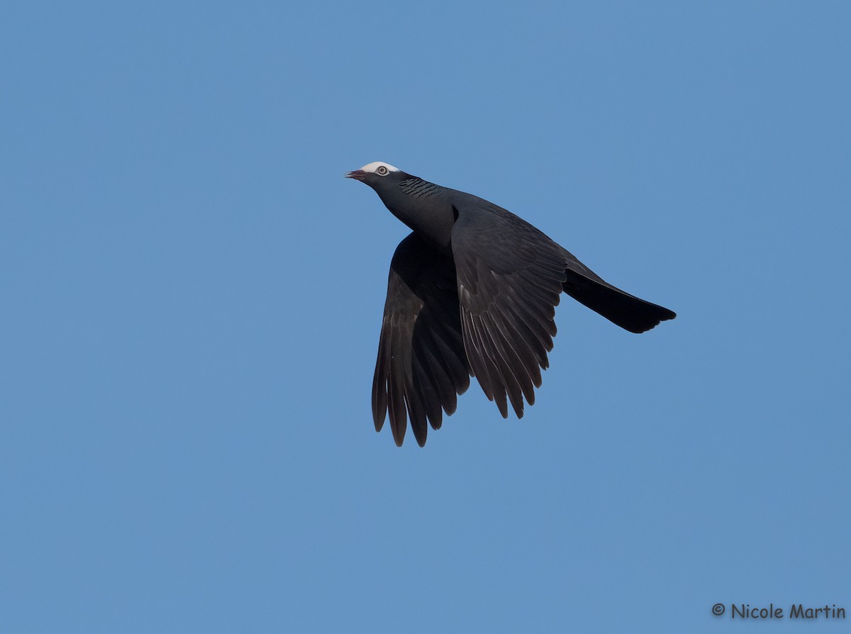 White-crowned Pigeon - ML565927271