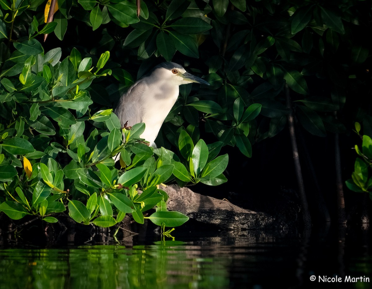 Black-crowned Night Heron - ML565927371