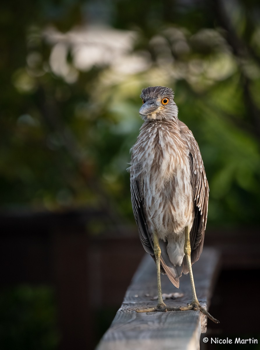 Yellow-crowned Night Heron - ML565927421