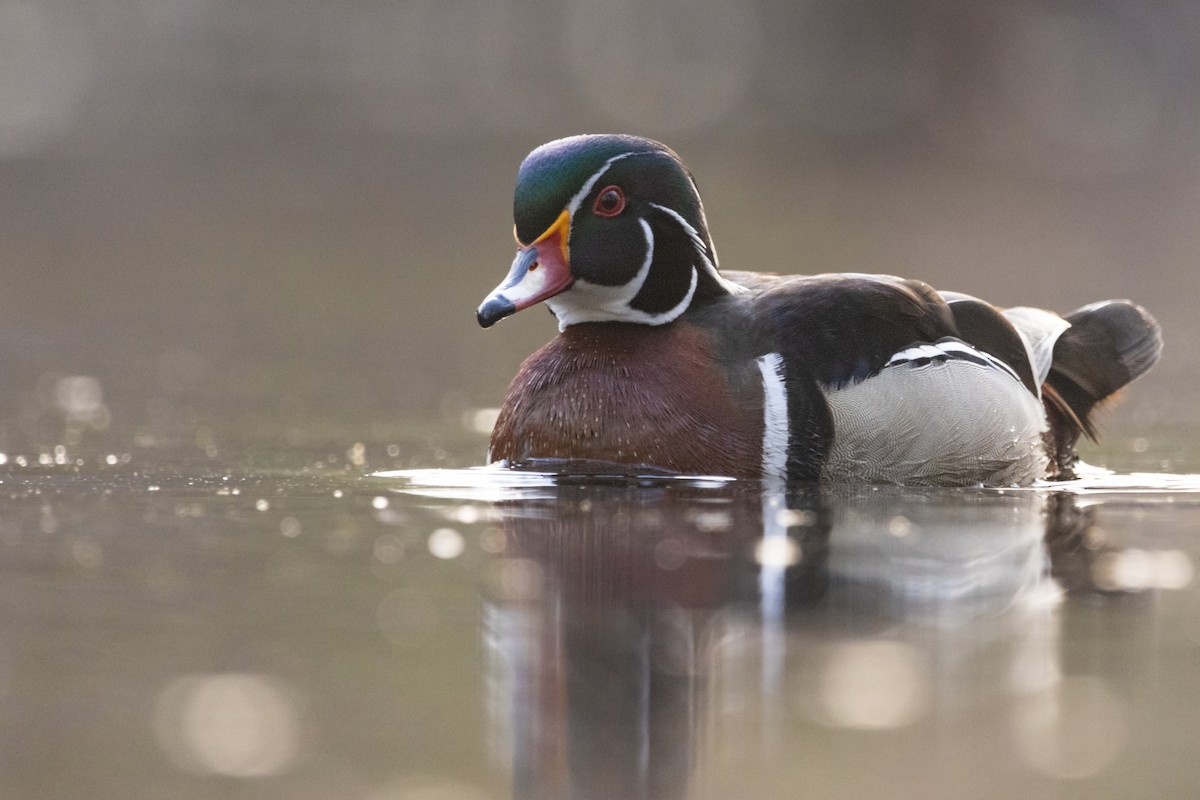 Wood Duck - ML565928331