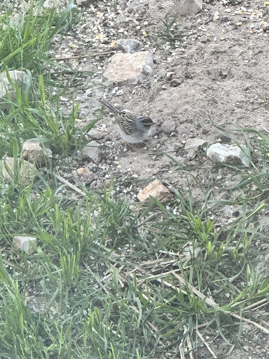 Clay-colored Sparrow - ML565928381