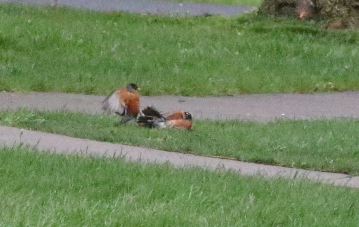 American Robin - Joe Gyekis