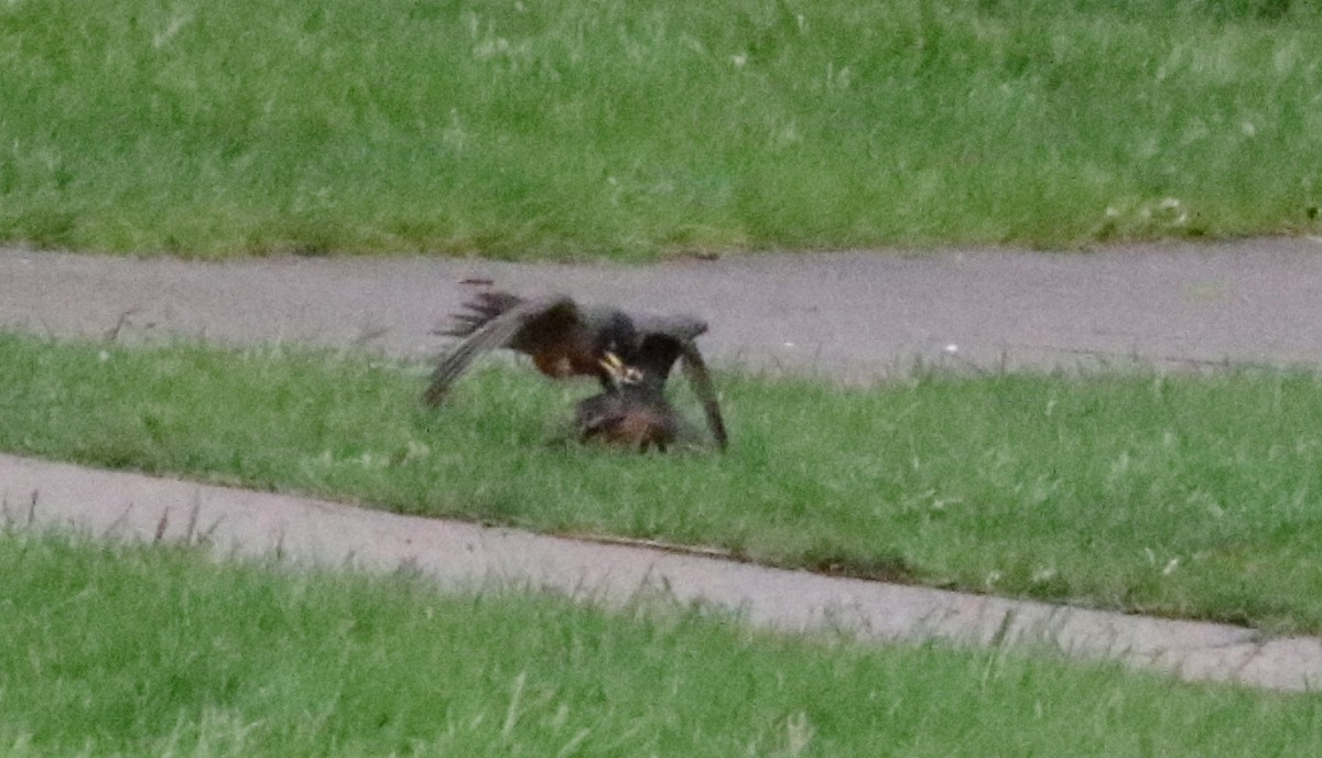 American Robin - ML565928931