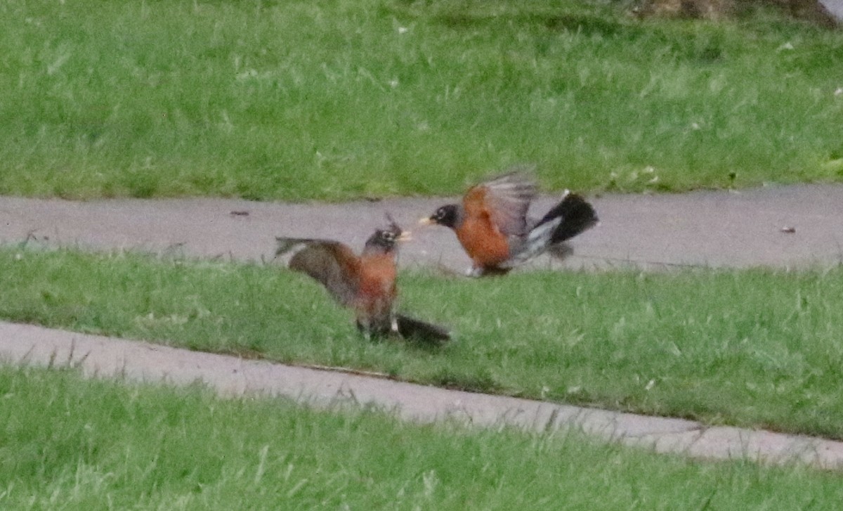 American Robin - Joe Gyekis