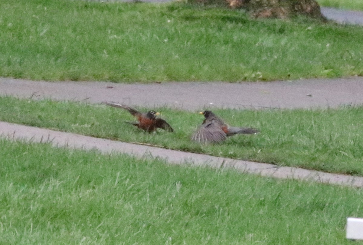 American Robin - Joe Gyekis