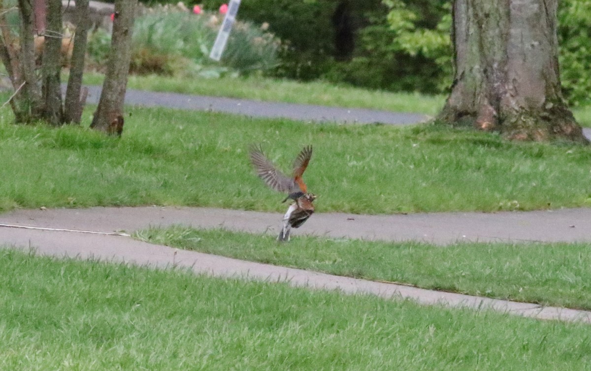 American Robin - ML565928961