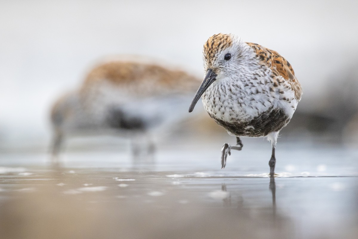 Dunlin - ML565929121