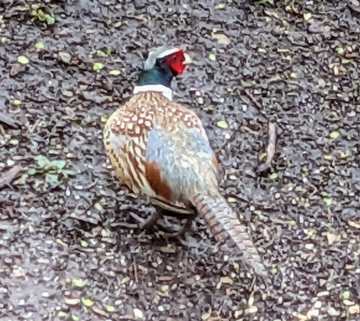 Зэрлэг гургуул - ML565930111