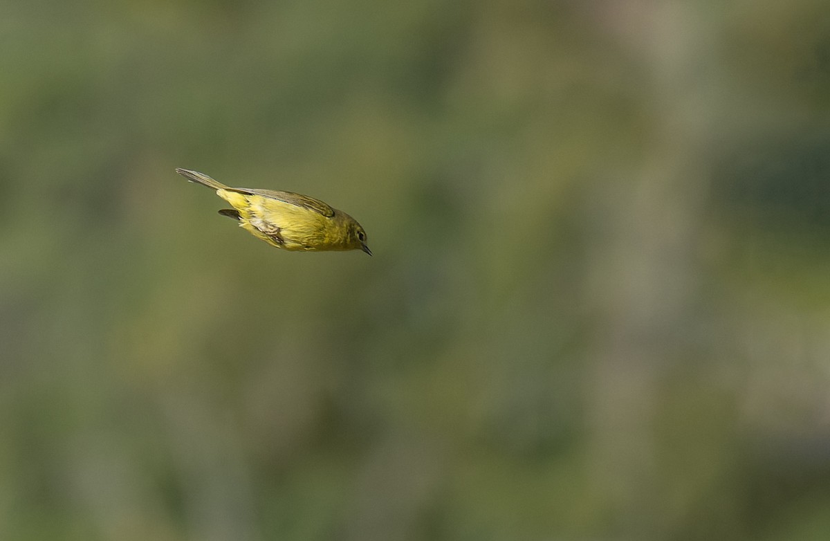 Orange-crowned Warbler - Marky Mutchler