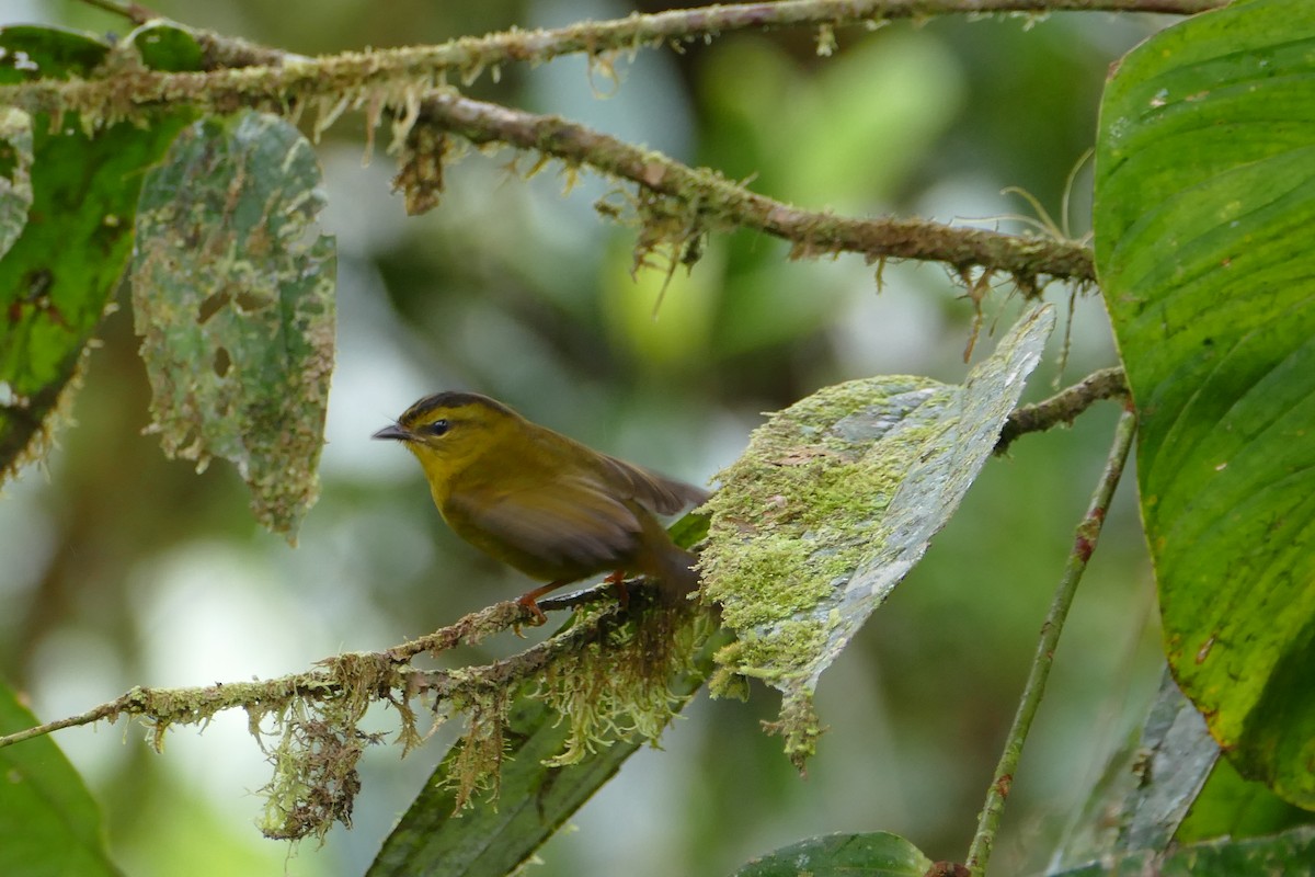 Choco Warbler - Peter Kaestner