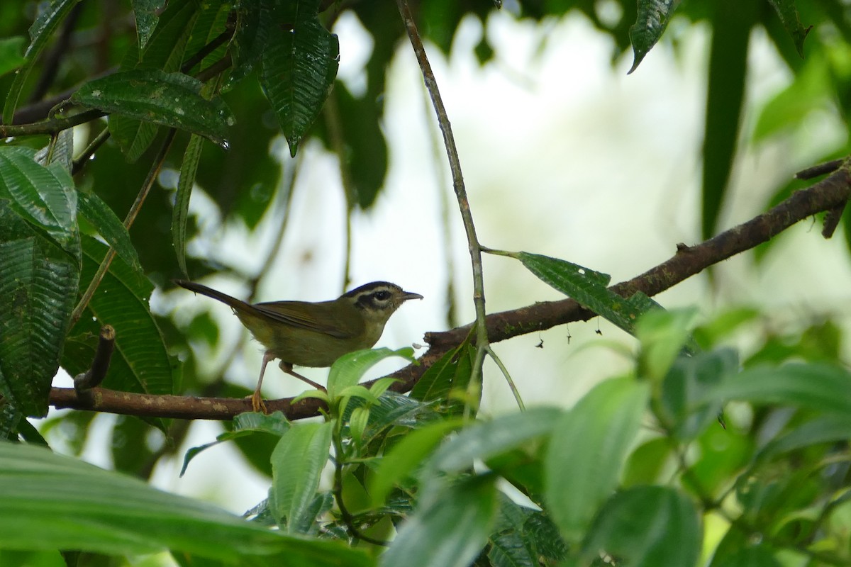 Three-striped Warbler - ML56593111