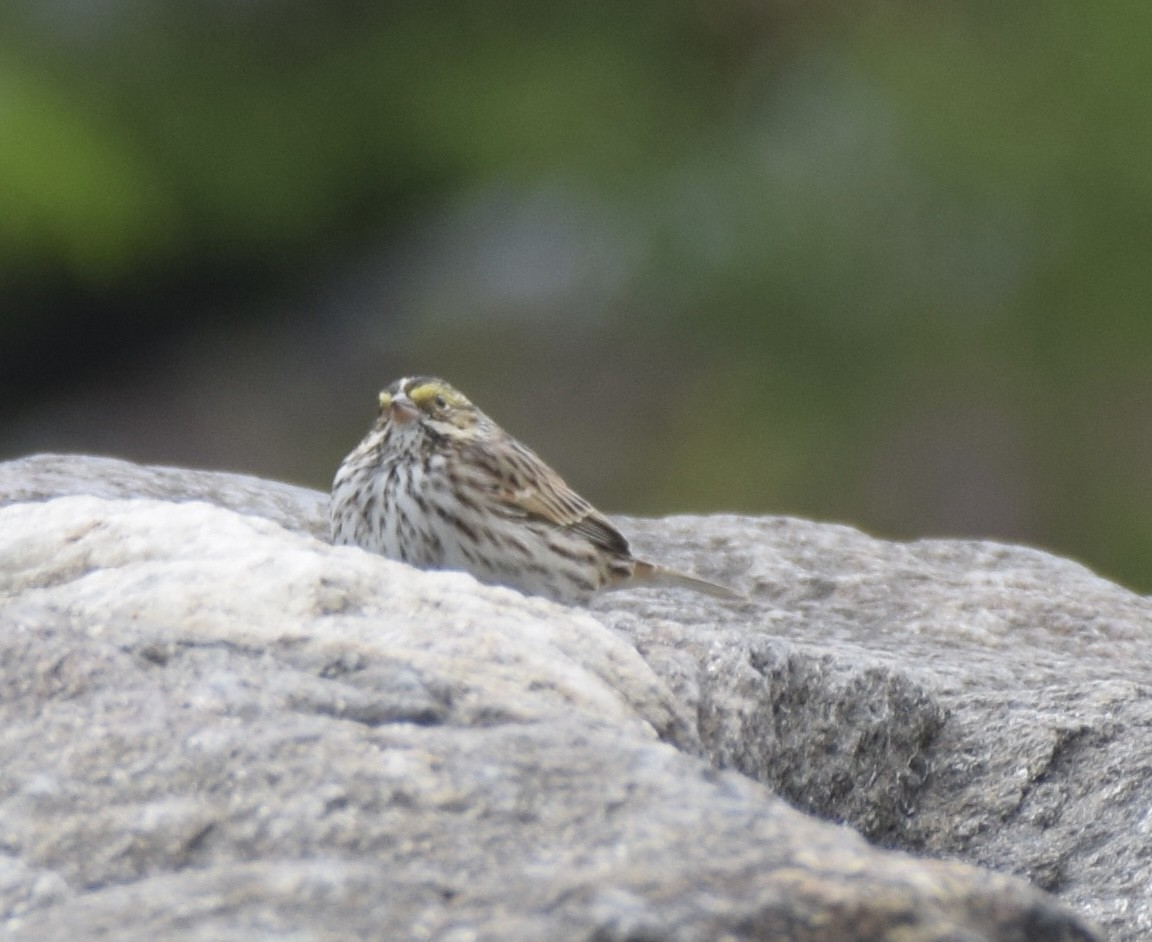 Savannah Sparrow - ML565933531