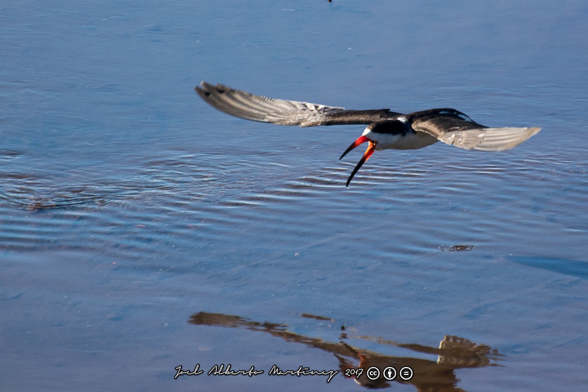 Black Skimmer - ML56593411