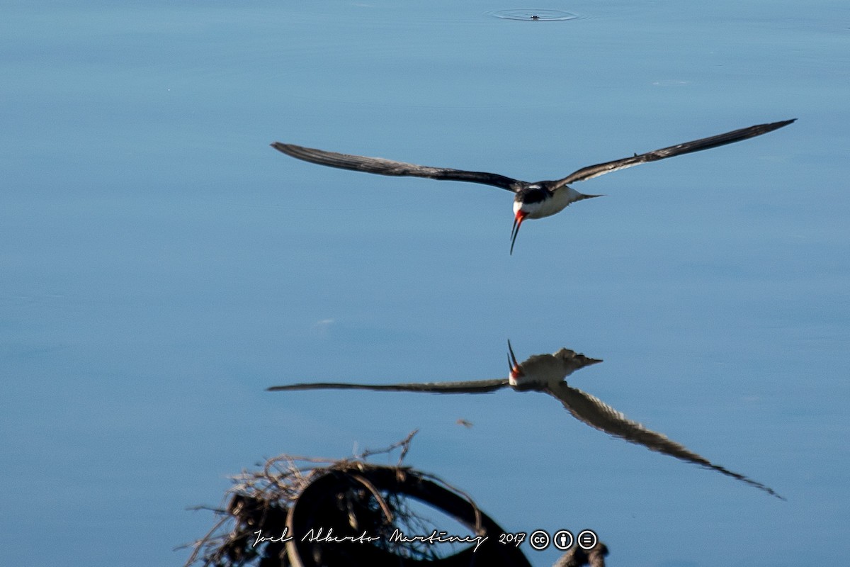 Black Skimmer - ML56593421