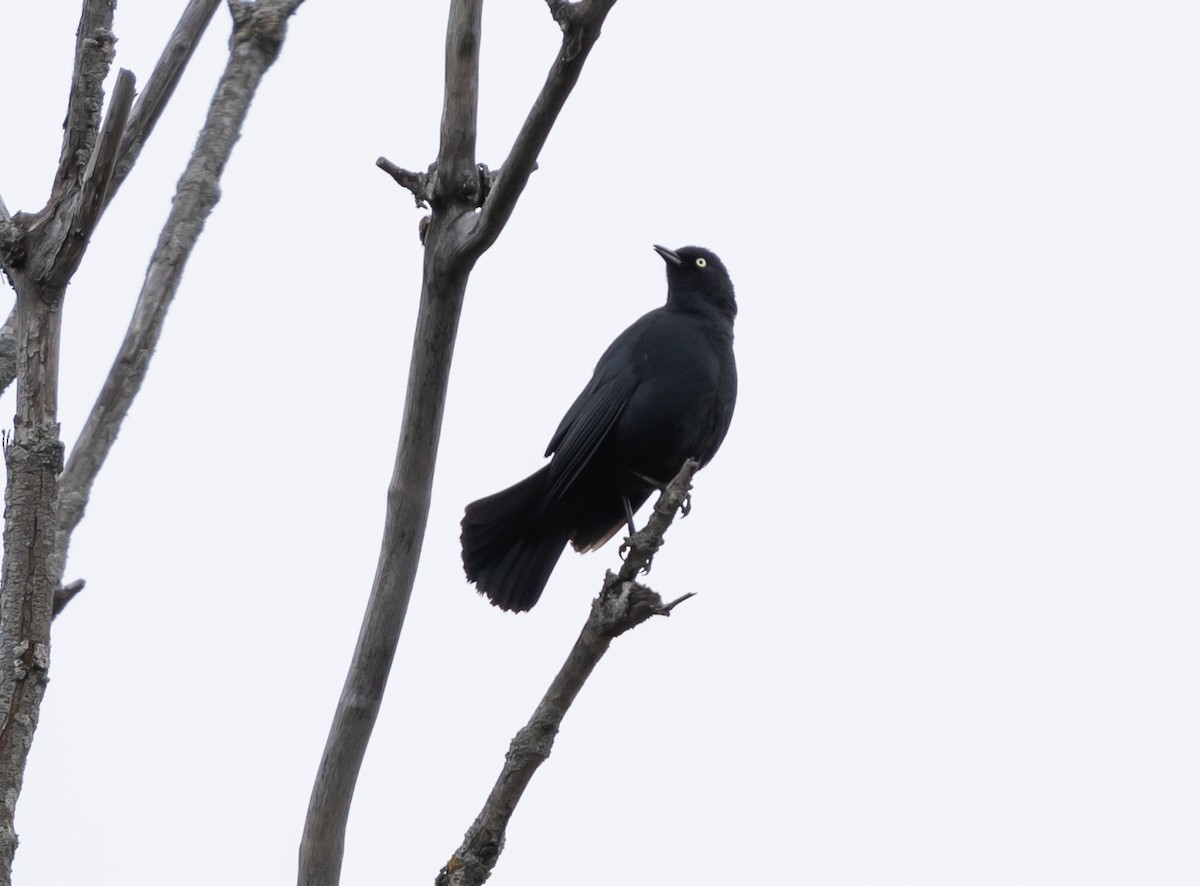 Rusty Blackbird - ML565934831