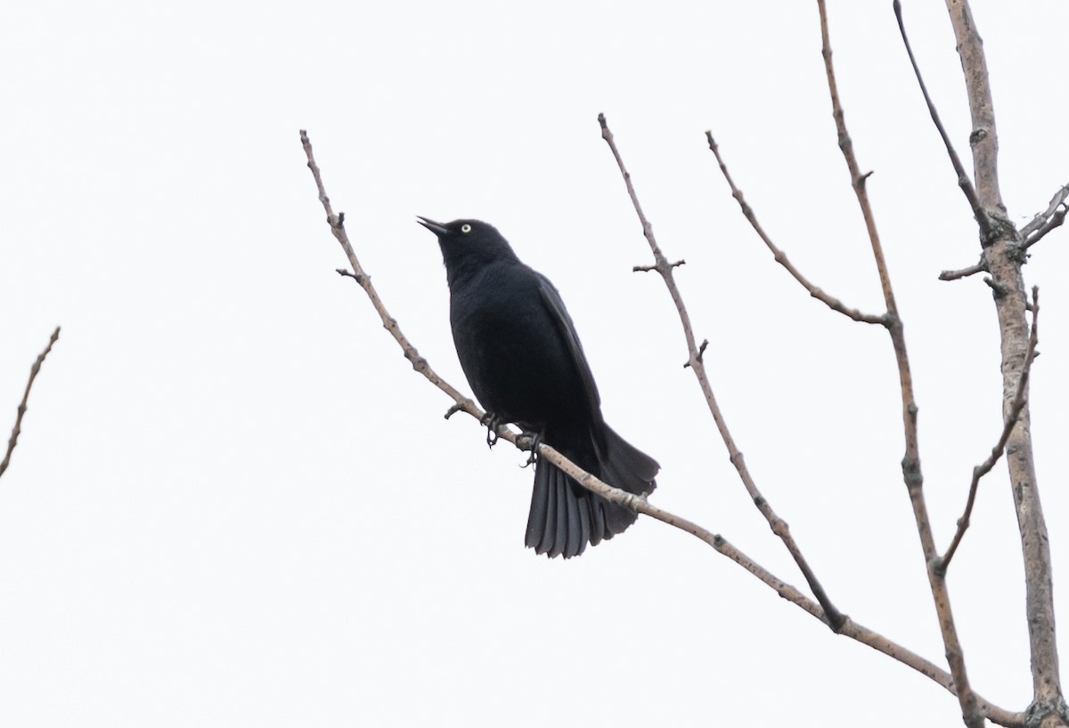 Rusty Blackbird - ML565934871