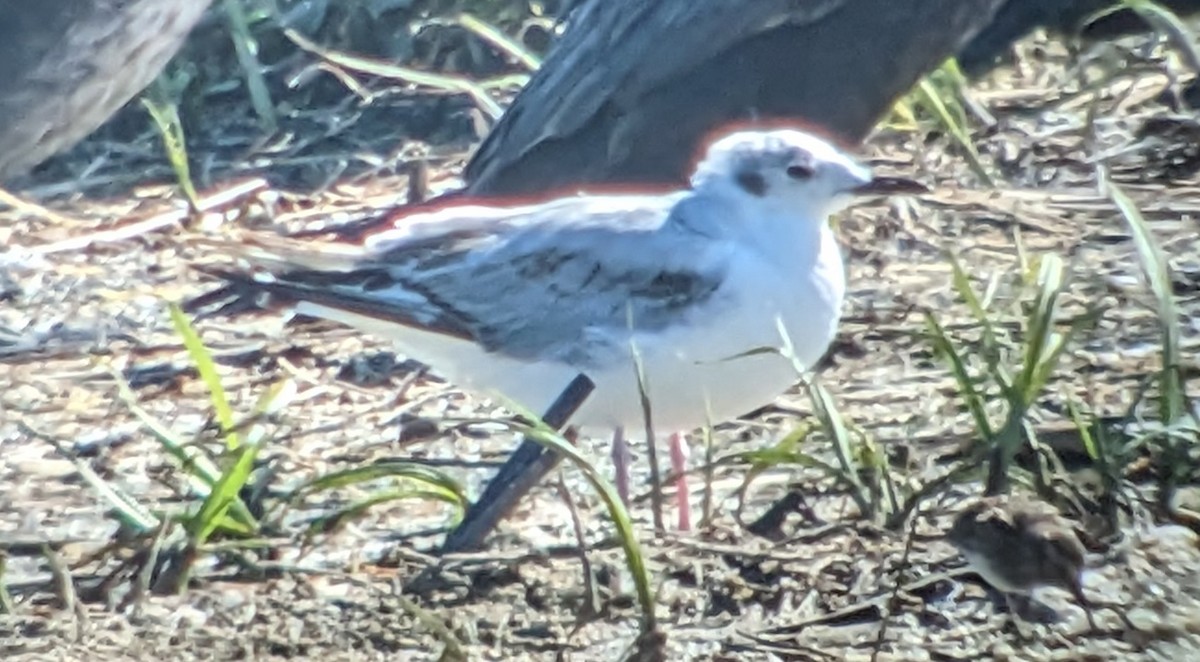 Mouette de Bonaparte - ML565935081