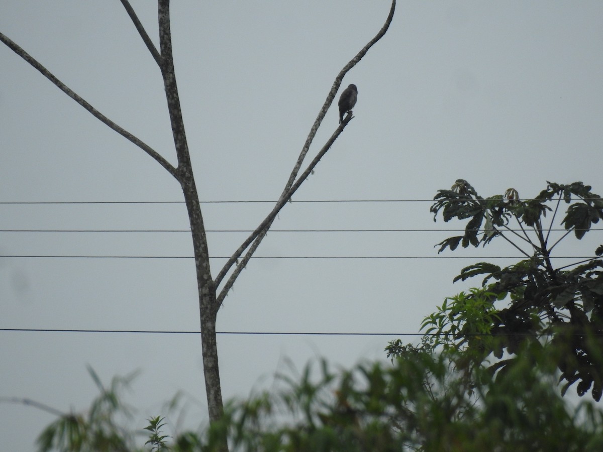 Roadside Hawk - fabian castillo