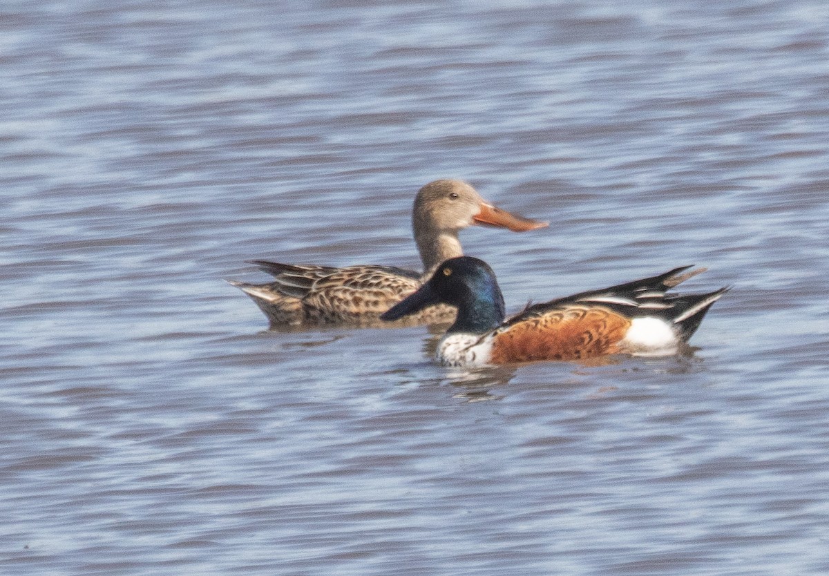 Northern Shoveler - ML565936851