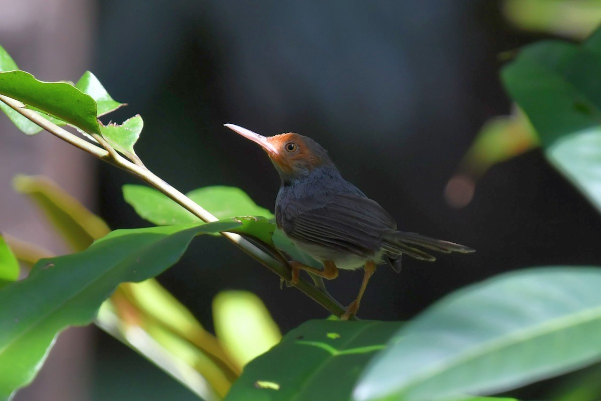 Ashy Tailorbird - ML565936881