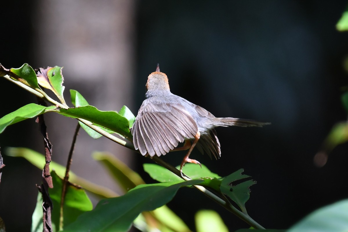 Ashy Tailorbird - ML565936891