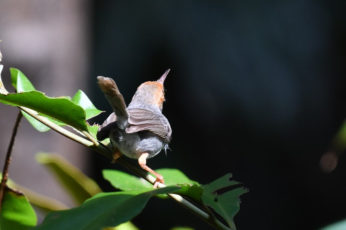 Ashy Tailorbird - ML565936901