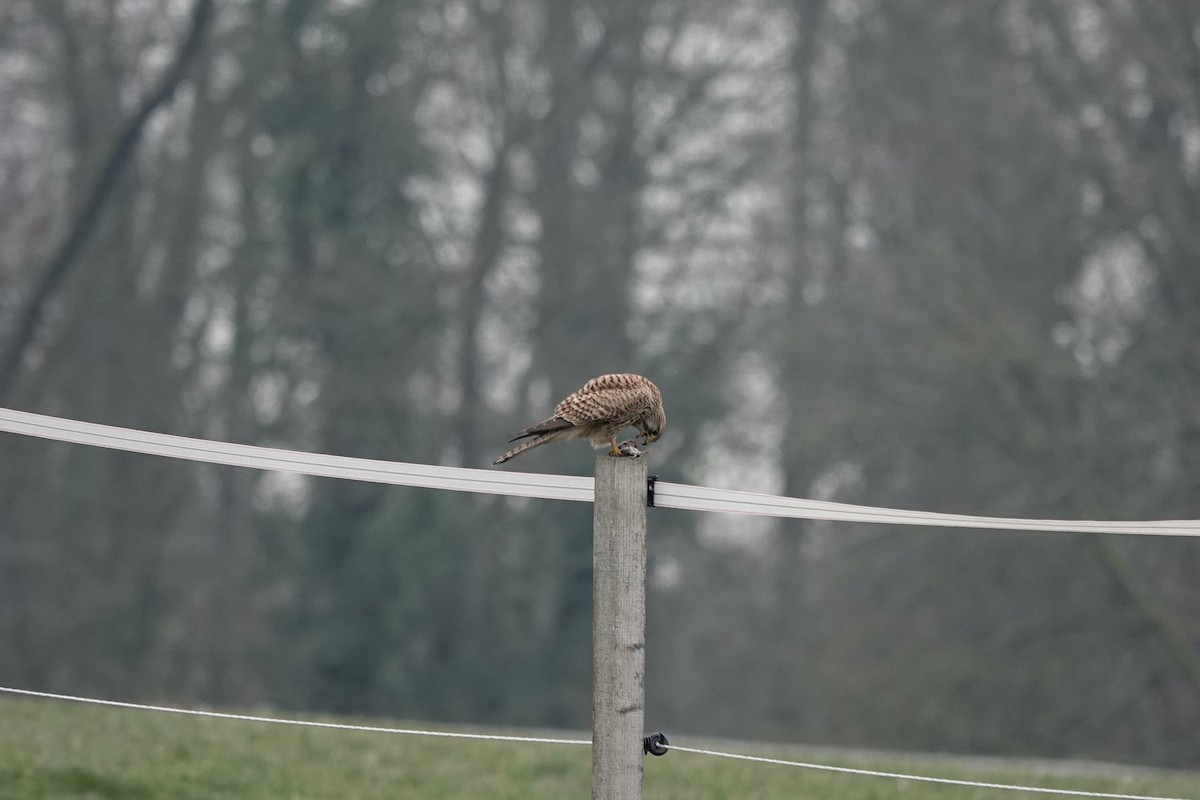 Eurasian Kestrel - ML565937791