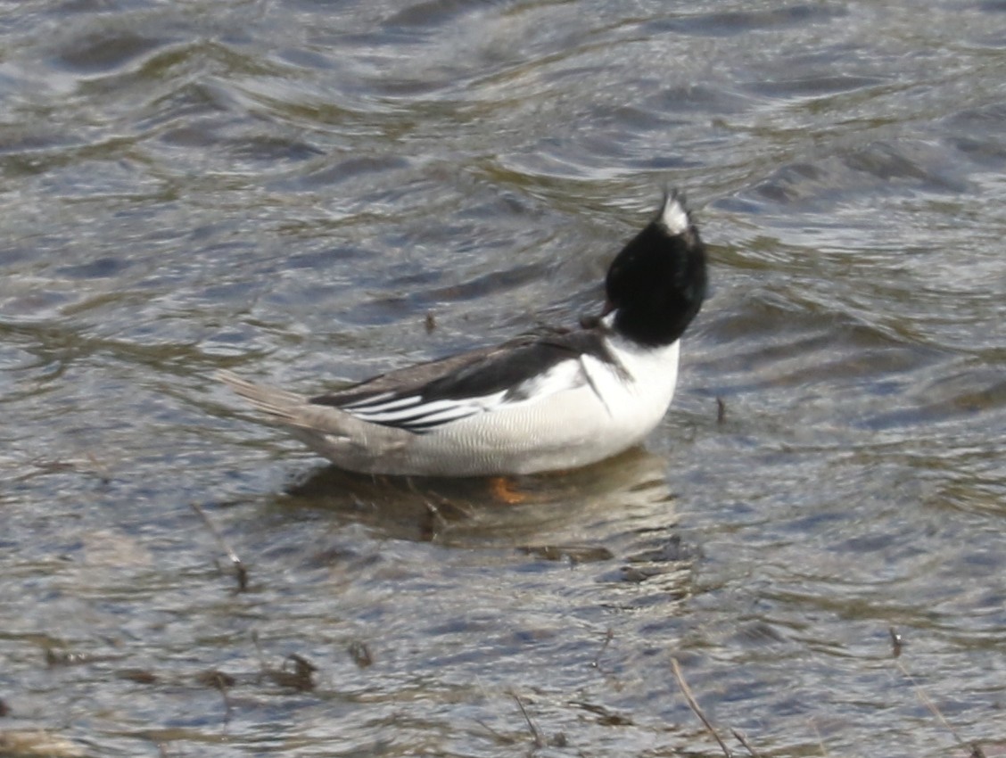 Hooded x Common Merganser (hybrid) - Bobby Brown