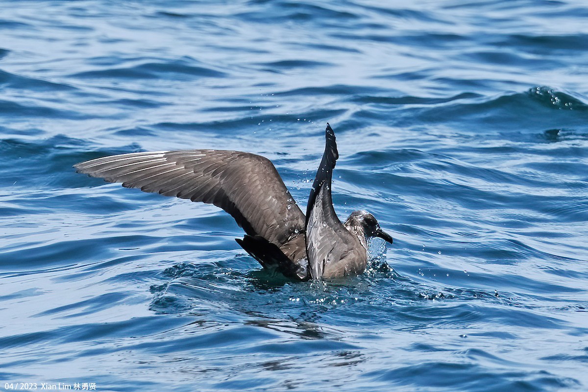 Long-tailed Jaeger - Lim Ying Hien