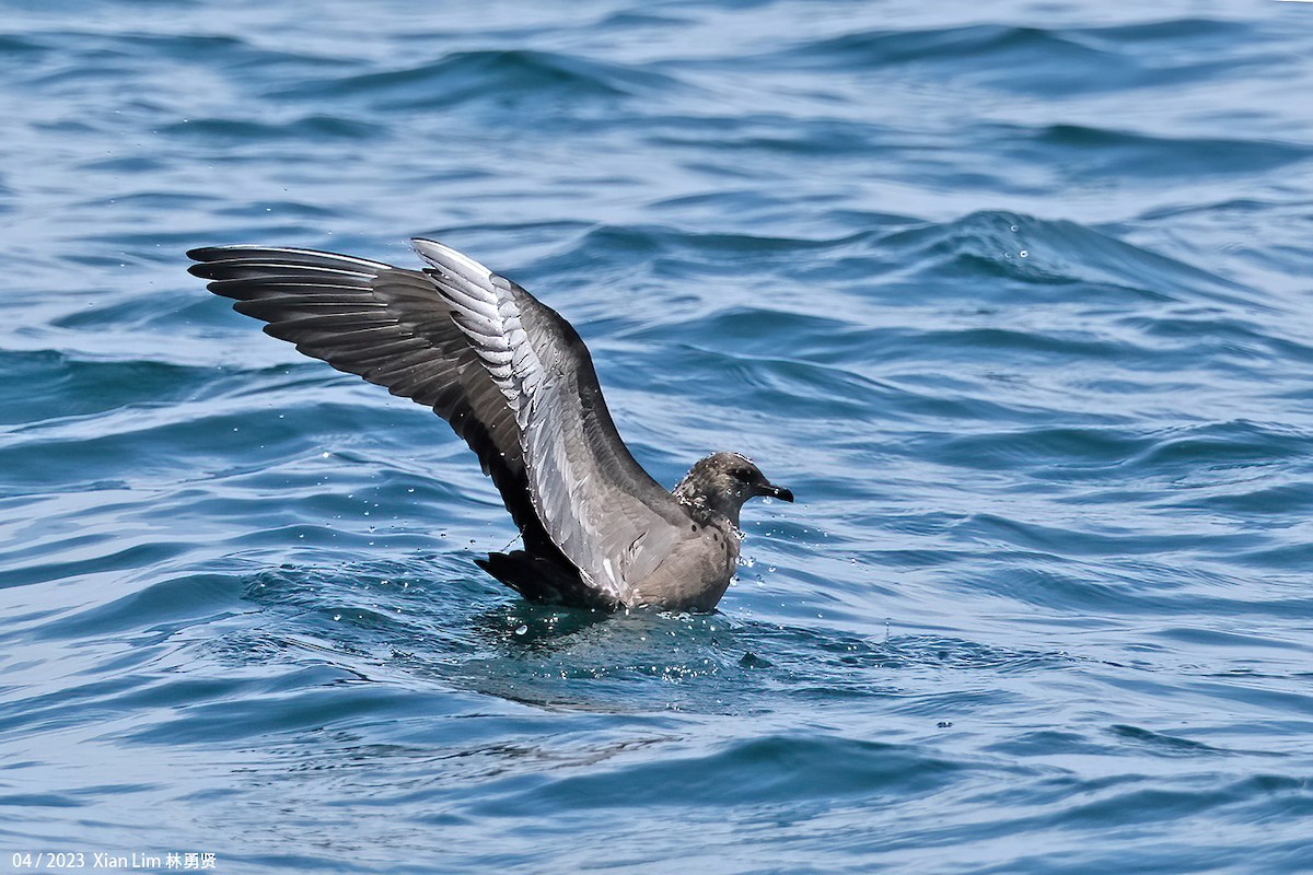 Long-tailed Jaeger - Lim Ying Hien