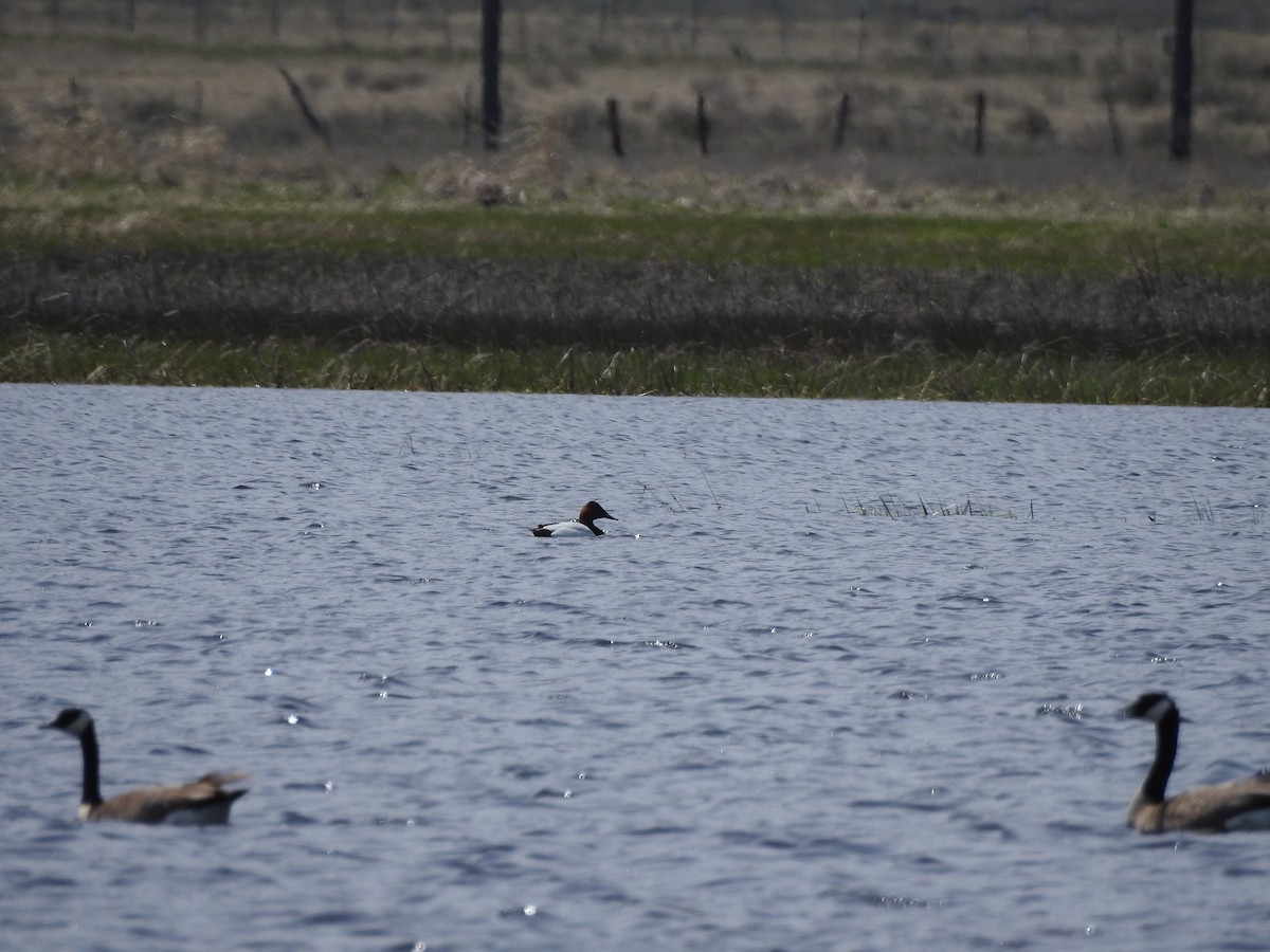 Canvasback - ML56593841