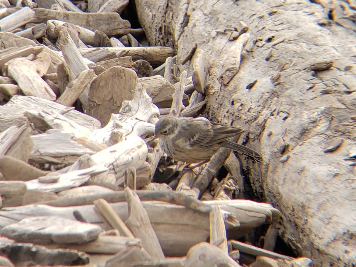 American Pipit - Jessica Armand