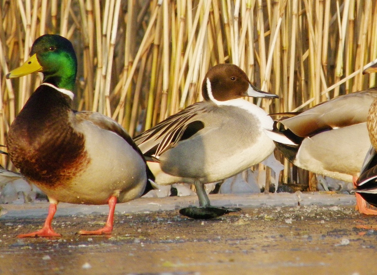 Northern Pintail - ML565939851