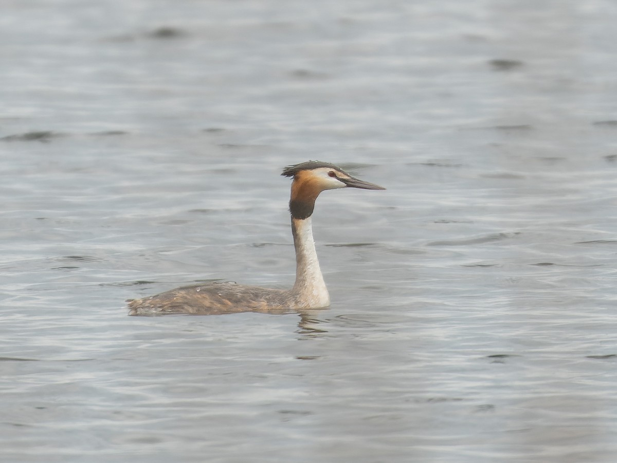 Great Crested Grebe - ML565940311