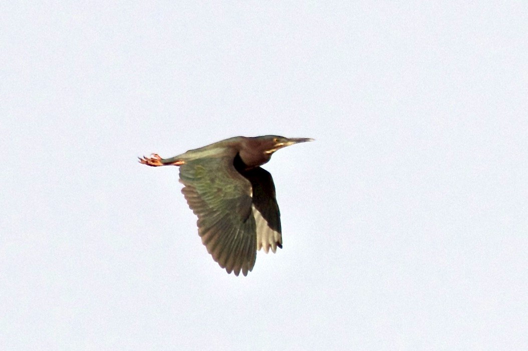 Green Heron - ML565940611