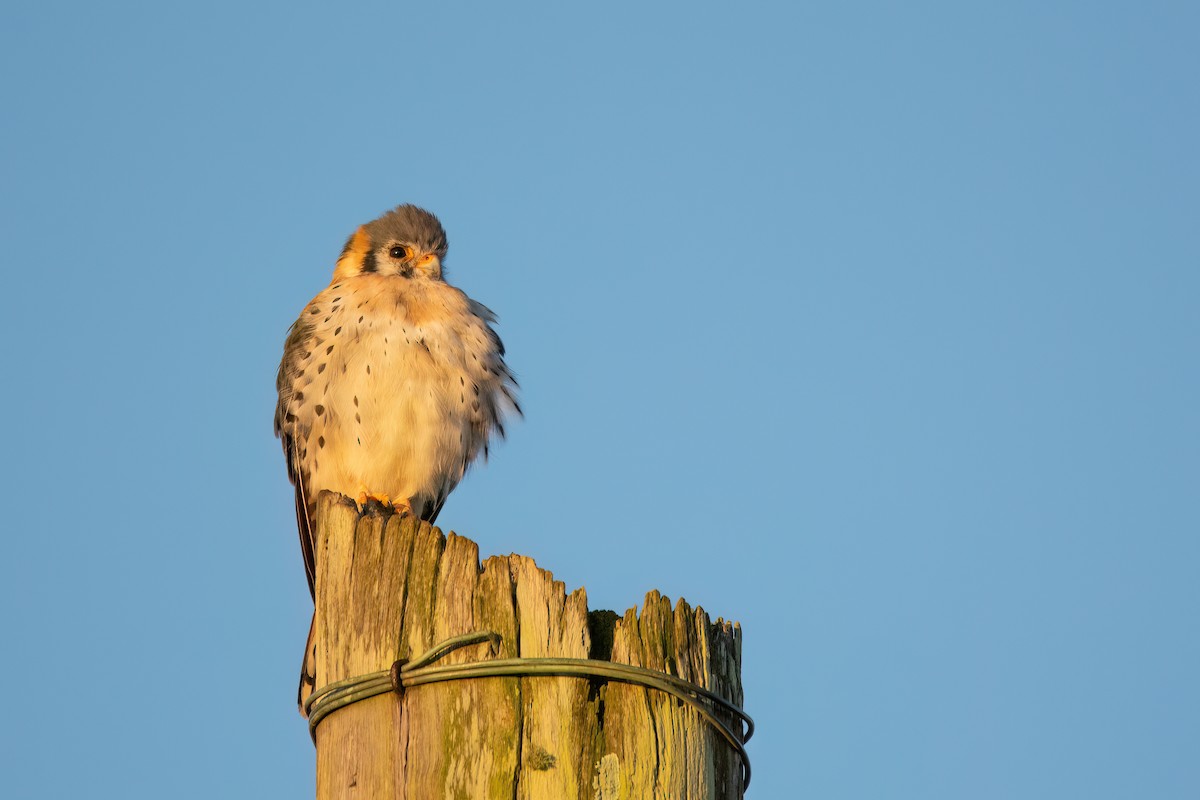 American Kestrel - Marcos Eugênio Birding Guide