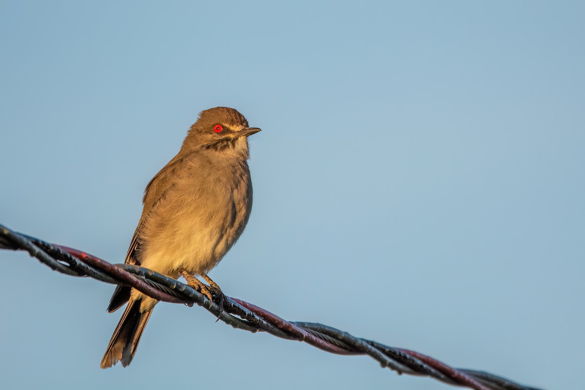 Gray Monjita - Marcos Eugênio Birding Guide