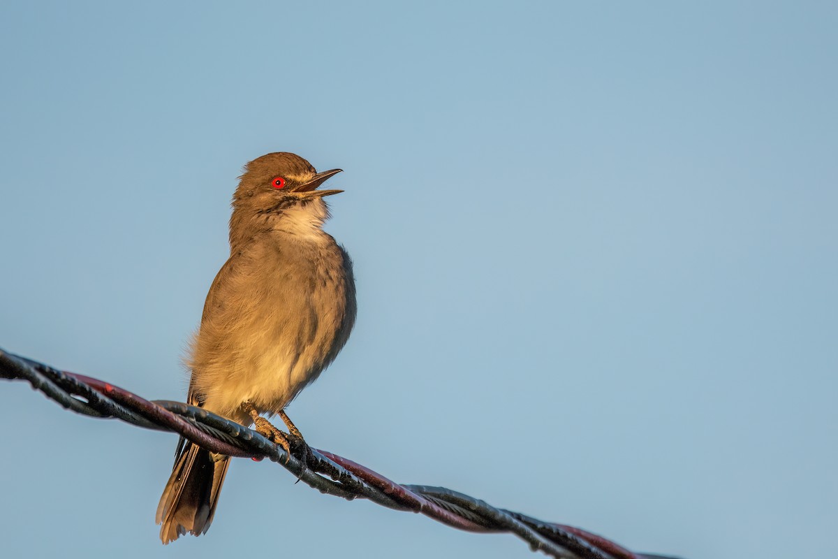 Gray Monjita - Marcos Eugênio Birding Guide