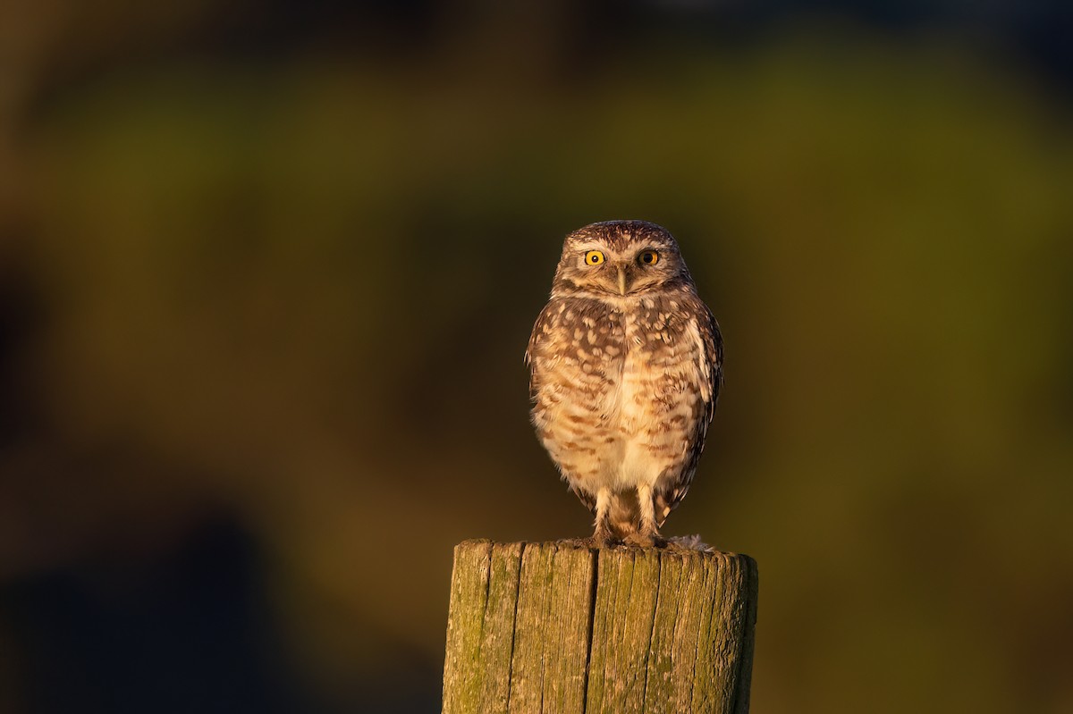 Burrowing Owl - Marcos Eugênio Birding Guide