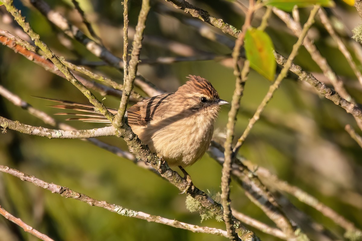 Isabellstreifen-Meisenschlüpfer - ML565941071