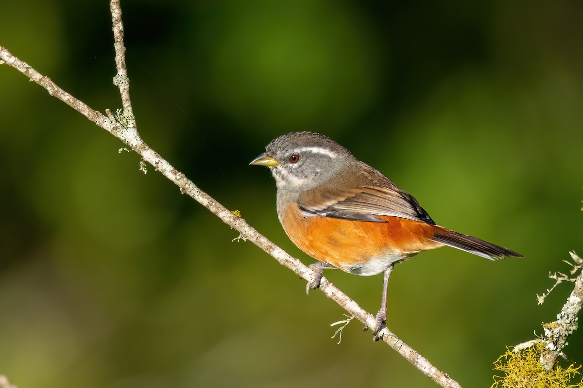 Gray-throated Warbling Finch - ML565941311