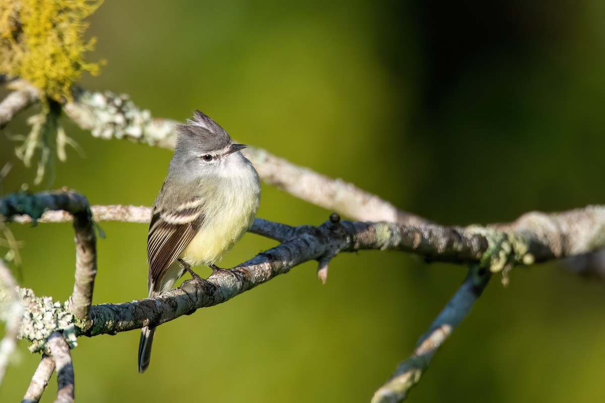 White-crested Tyrannulet - Marcos Eugênio Birding Guide