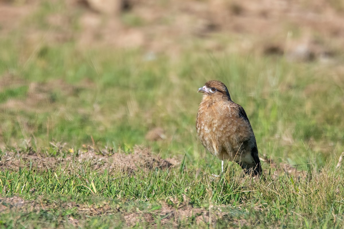 Chimango Caracara - Marcos Eugênio Birding Guide