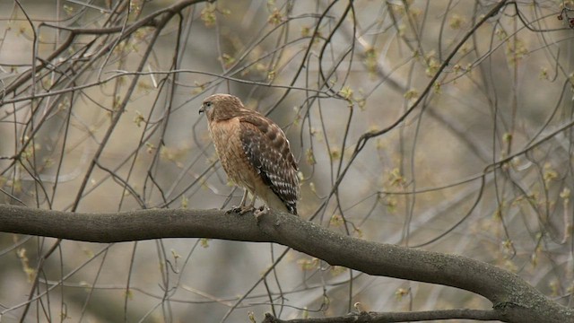 Red-shouldered Hawk - ML565941951