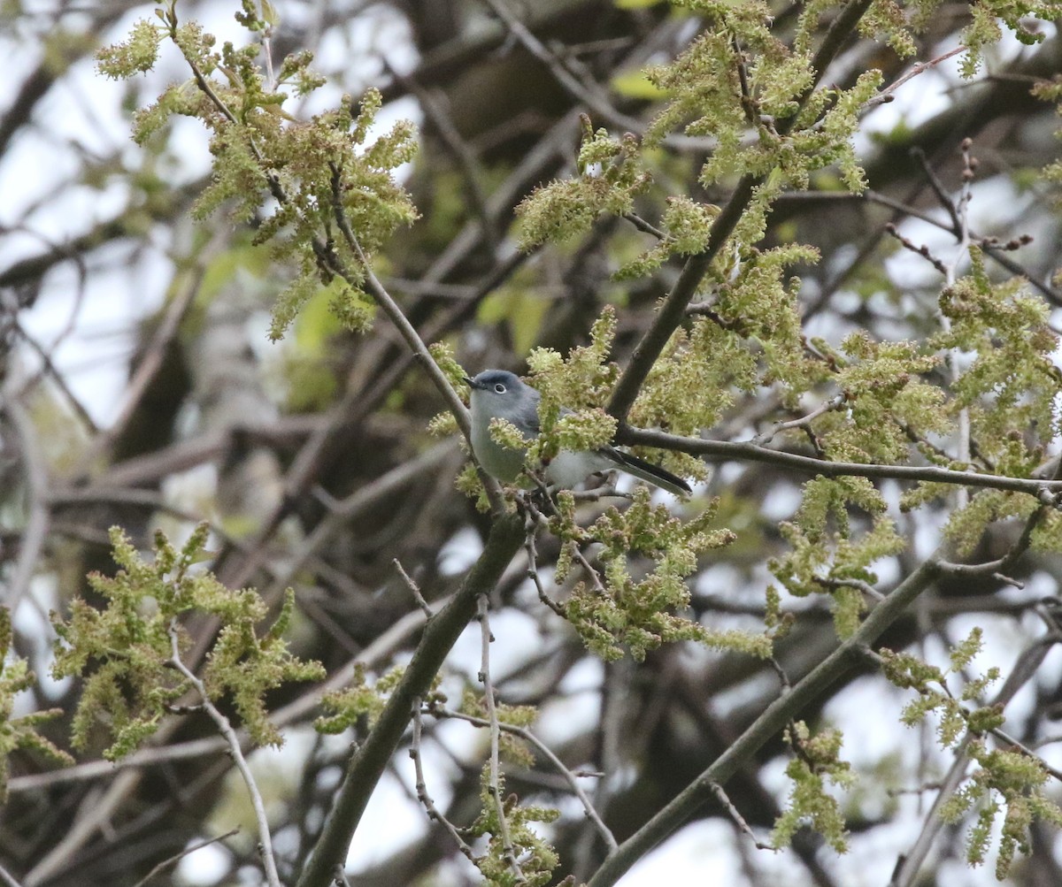 Blue-gray Gnatcatcher - Andrew Vallely