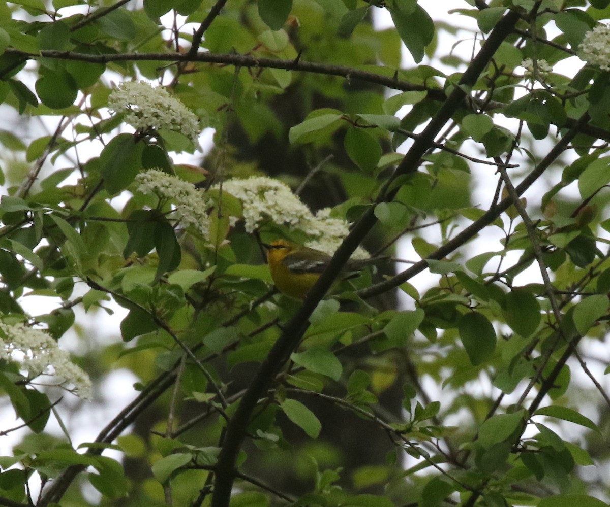 Blue-winged Warbler - ML565942971