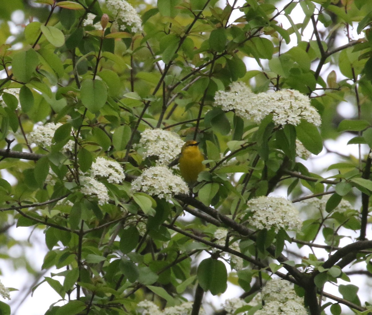 Blue-winged Warbler - ML565943141