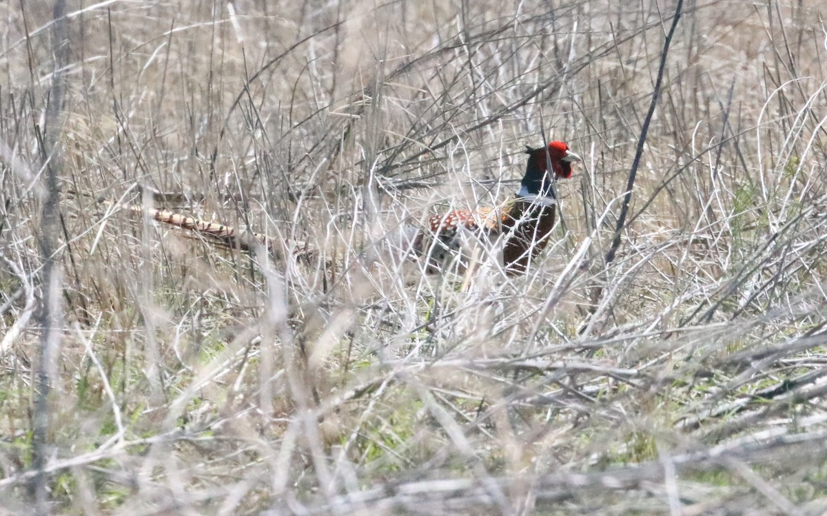 Ring-necked Pheasant - ML565943361